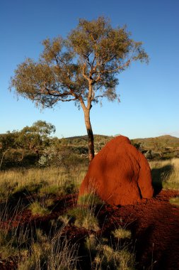 Red Termite mound and tree in late afternoon outback clipart