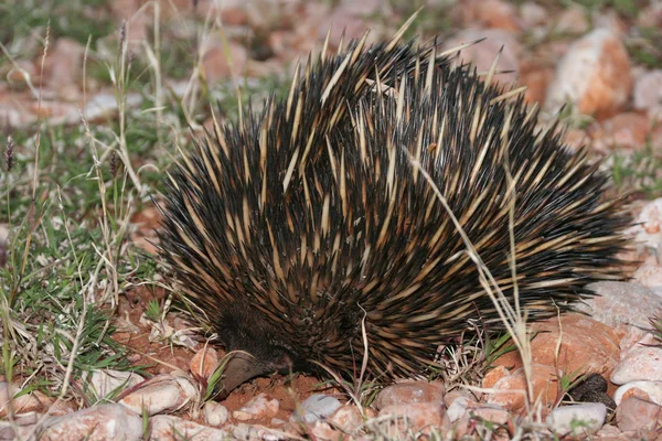 Dziki Echidna Tachyglossus aculeatus na czerwony piasek w Outback Western Australia — Zdjęcie stockowe