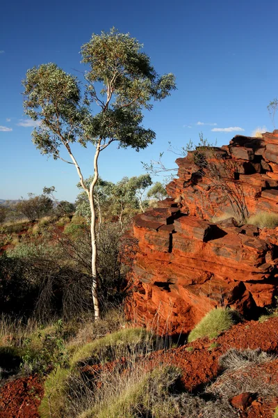 Red faccia di roccia e albero al Monte Nameless — Foto Stock