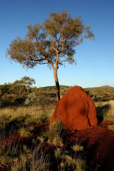 Térmita vermelha montículo e árvore no final da tarde outback — Fotografia de Stock