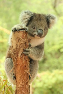 Çok şirin Koala bir ağaç güdük holding görünüm dışarı ve seyir