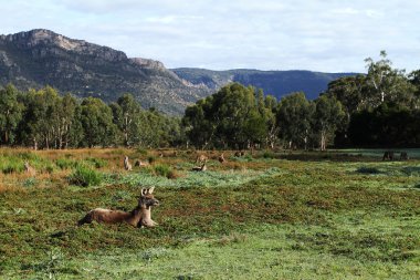 Paddock with Kangaroos and surrounding hills in Halls Gap Valley clipart