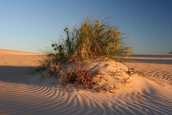 Strand Sand und lokale Macchia bei Sonnenuntergang am exmouth Western Australia — Stockfoto