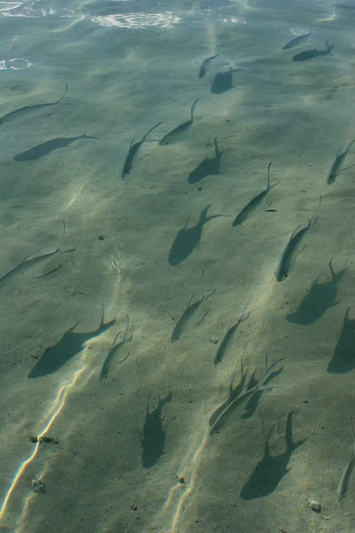 암초 물고기 Ningallo 암초에 맑은 물을 통해 본 — 스톡 사진