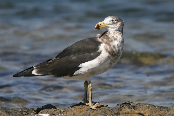 Middelste Jaeger Stercorarius pomarinus op het strand van de zuidkust op Inverloch — Stockfoto