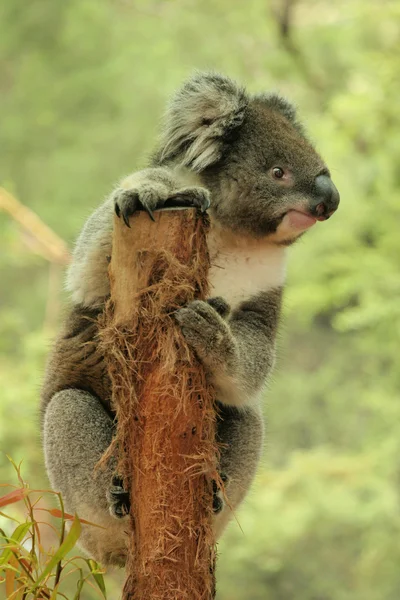 Koala on a tree stump holding look out and looking very cute — Stock Photo, Image