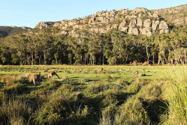 Paddock met kangoeroes en de omringende heuvels aan vallei van Halls Gap — Stockfoto