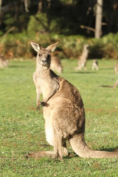 Surprised looking Kangaroo  near Halls Gap — Stock Photo, Image