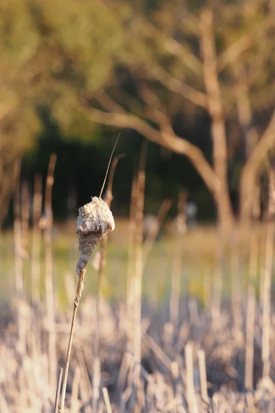 Reed μίσχο με μαλακό cob το απόγευμα — Φωτογραφία Αρχείου