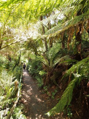 Dandenong aralıkları 1000 merdivenlerden görüntülemek