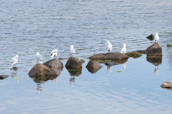 Ряд чайок на каменях на березі океану — стокове фото