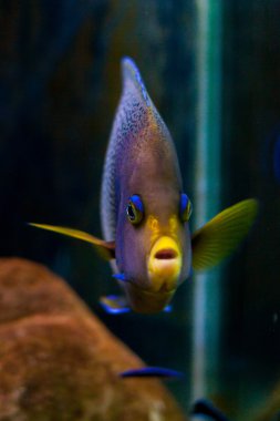 Dünya sualtı Akvaryumu