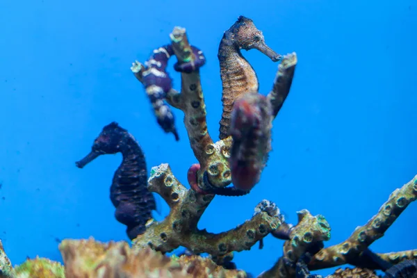 Unterwasserwelt-Aquarium — Stockfoto