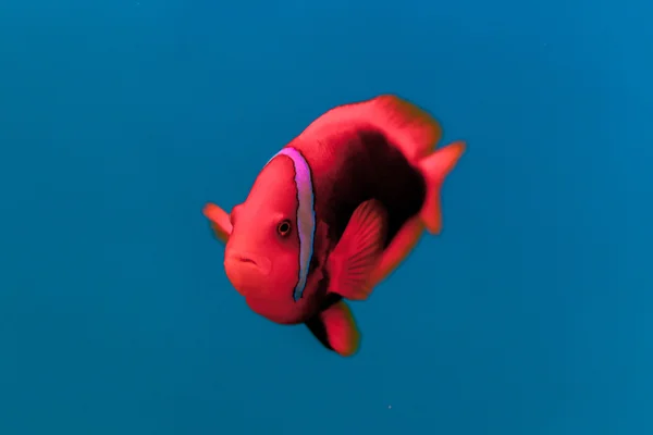 Underwater World Aquarium — Stock Photo, Image