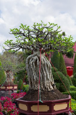 Dekoratif Baobap Ağacı Tayland