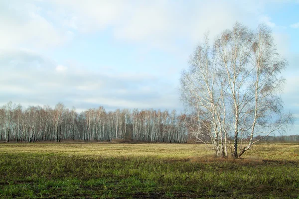 Spring in the fields of Eastern Europe — Stock Photo, Image