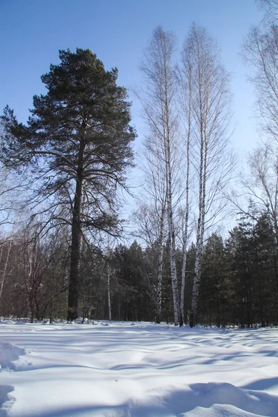 Mattina nella foresta invernale dell'Europa orientale — Foto Stock