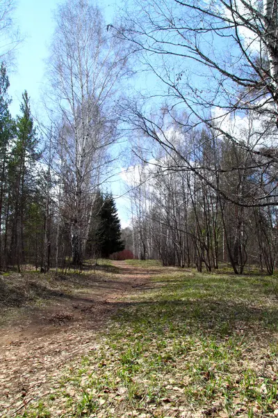 Spring in the forest in Siberia — Stock Photo, Image