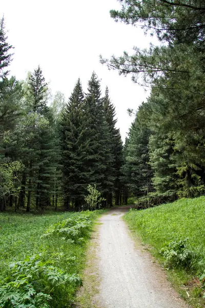 Fabulous footpath in green forest — Stock Photo, Image