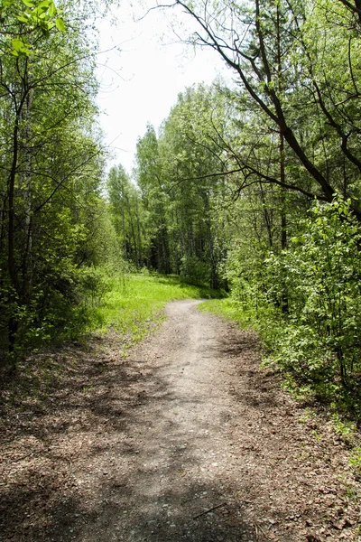 Mesés gyalogút, zöld erdő — Stock Fotó