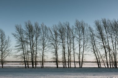 Kış uzayda çıplak ağaçlar