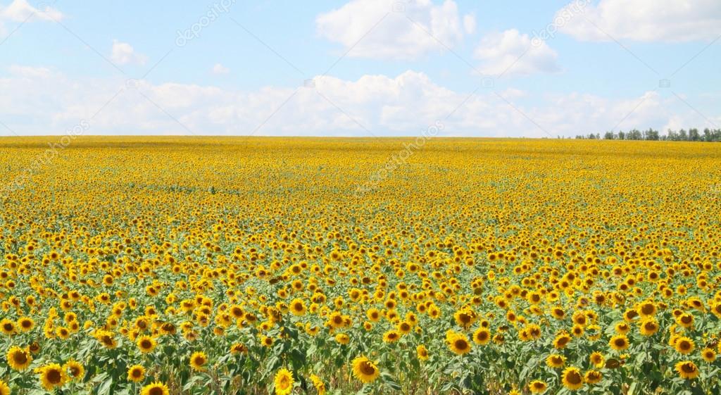 beautiful yellow meadow