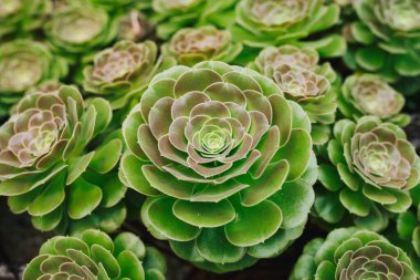 Bir botanik bahçesine kaktüs ekildi..