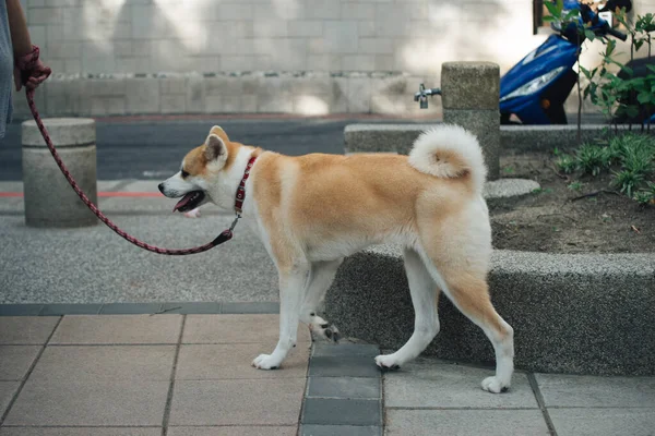 Dog walker strides with his pet on leash while walking at street pavement