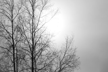 Ölü ağaç yaprakları olmadan