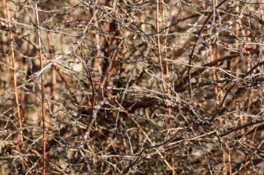 Dalları doğal soyutlama