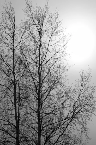 Mrtvé stromy bez listí — Stock fotografie