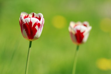 Lale alan sığ derinliği yeşil zemin üzerine