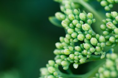 yeşil çiçek yakın çekim