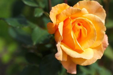 turuncu gül yakın çekim