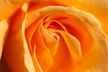 turuncu gül yakın çekim