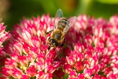 Pembe çiçek arıya. Sığ derinlik-in tarla