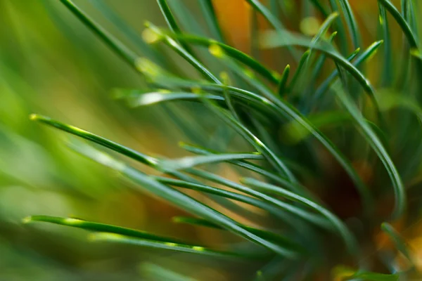 Grama verde close-up — Fotografia de Stock