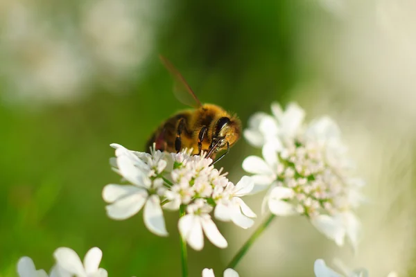 蜜蜂在白花特写 — 图库照片