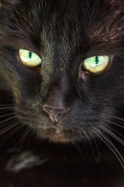 Cat / Cat's portrait — Stock Photo, Image