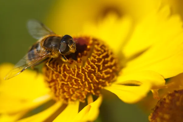 蜜蜂在黄色的花蕊上。浅景深 — 图库照片