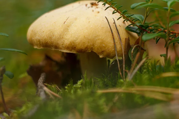 Champignon à ramasser dans la forêt — Photo