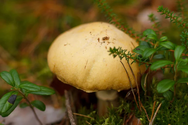 Неопрятные грибы в лесу — стоковое фото