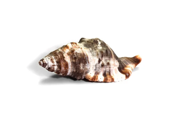 Sea shell isolated on white — Stock Photo, Image