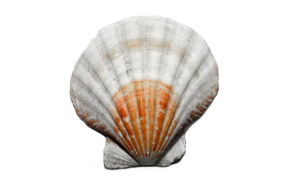 Sea shell isolated on white — Stock Photo, Image