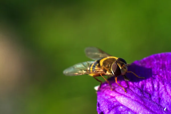 Bee op paarse bloem. Ondiepe scherptediepte — Stockfoto