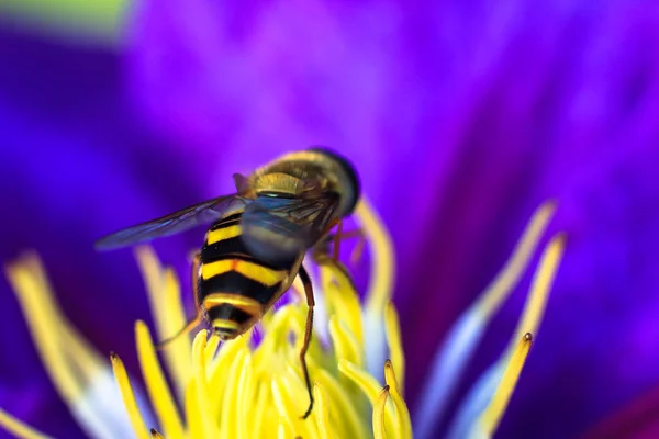 Bee op paarse bloem. Ondiepe scherptediepte — Stockfoto