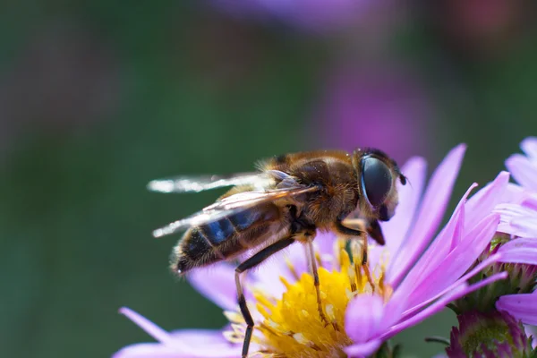 Mor çiçek arıya. Sığ derinlik-in tarla — Stok fotoğraf