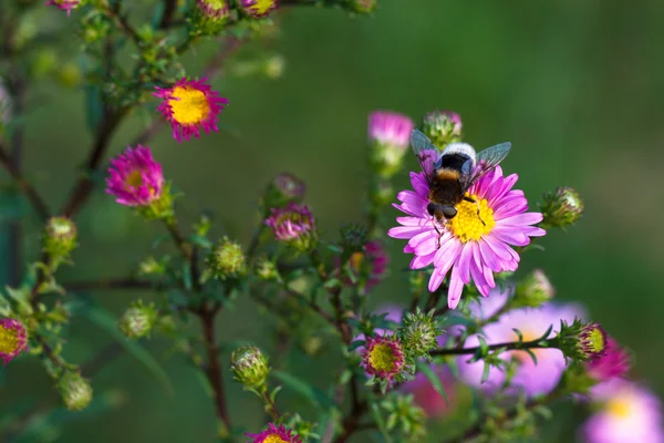 在紫色花朵的蜜蜂。浅景深 — 图库照片