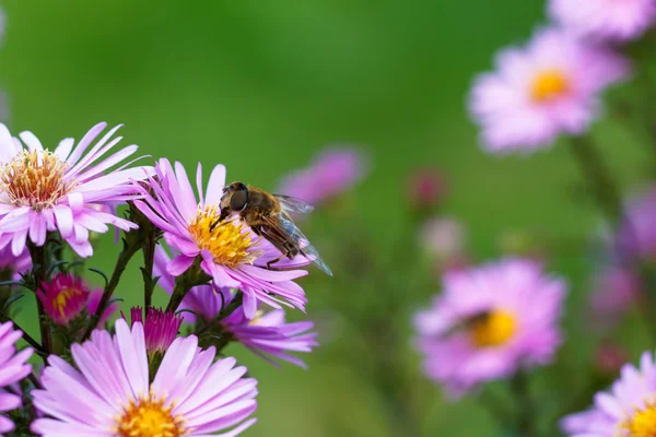 在紫色花朵的蜜蜂。浅景深 — 图库照片
