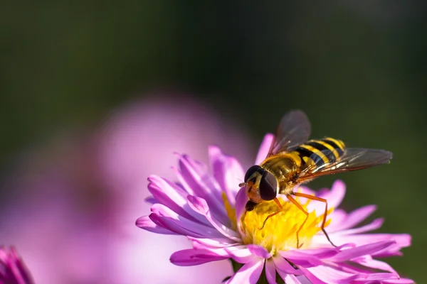 Abeille sur fleur violette. Profondeur de champ faible — Photo